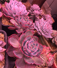 �����ܱ������ж�����ﰡ�����������ȥ��䣬�������ǳ��ְ�