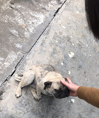 �������˹���С�͸�