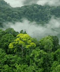 ���ſڵ�ɭ���� | �����½�������ɣ���������������