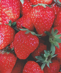 ��������Ĳ�ݮ�����ؼ�����Ҫ������