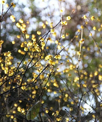 ��ң֪����ѩ��Ϊ�а��������������⼸����÷��ȥ��������̽����