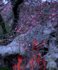 ��ң֪����ѩ��Ϊ�а��������������⼸����÷��ȥ��������̽����