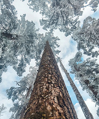 ȥ�Ĵ���ֻ֪����կ������8���������羰����