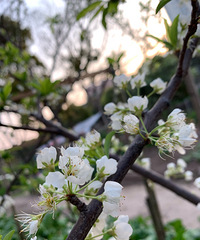 ���۸��᡿���Ǽҵ�С������˵������