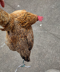 ��Ұ��ҧ�˳��ļ����ܳ���