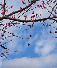 ÷��������Ӱ��Լ���񻷹�԰��÷