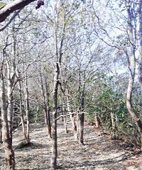 ���ſڵľŷ�ɽϵ��֮�ģ�һ֧��͸���ĵļ�