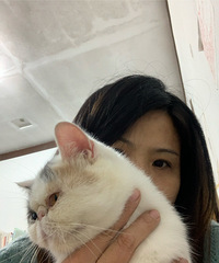 加菲母猫免费送
