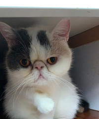 �ӷ�ĸè�����