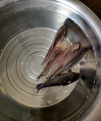 ���������������ˣ�զ���£�