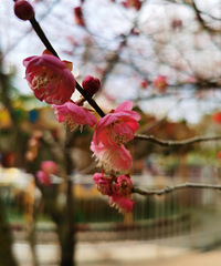 �ŷ幫԰��÷������Ҳ�����˺����