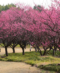 �ٺ����÷��ʢ����