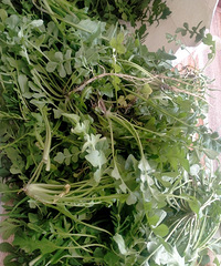 ����������������������������⽣���������ζ