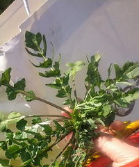 ����������������������������⽣���������ζ