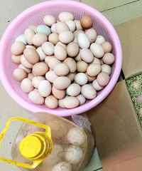 ���ڼ��ڽ��������Ƕ����ϼҴ�����ʲô�óԵģ���