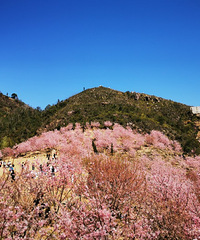 �����԰���������ֻ���