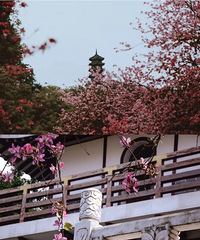 �Ϻ������ݻ�Ʊ��100+������С�ǲ�ֹ�����Ϸ�