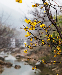 ̨����2������ѩ����ˢ��������ʡ�ڶദ��÷ʤ���Ƽ�