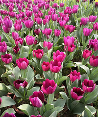 ���������ع�԰�����㻨ʢ���ˣ�