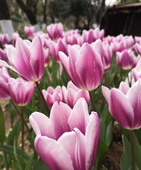温州马鞍池公园郁金香花盛开了!