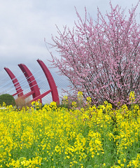 �ٺ������԰�Ͳ˻�ʢ��