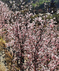 �����԰ӣ��