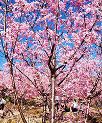 �����԰ӣ��