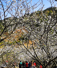 ��ȣ���֪�����滨�����