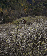 ��ȣ���֪�����滨�����