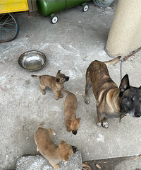 ��ȮС���������˻�����ֻ