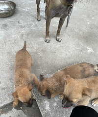 ��ȮС���������˻�����ֻ