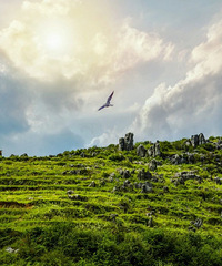 ����������֪�Ĺ���С�ǣ���ռ��ǭ�������������