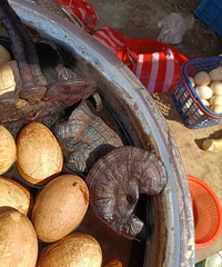 ���˳Թ���֥��ĵ���