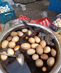 ���˳Թ���֥��ĵ���