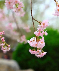 ��˽����һ����ӣʥ�أ���ǧ������ӣ�������ȵ�