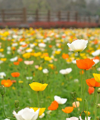 �ٺ�ΰ�ǳǹ�԰����