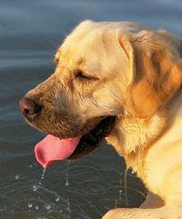 ������������Ҫû