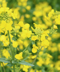 û���Ͳ˻���3���ǲ������ģ���Щ����Ũ���˾������⣡