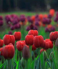 �ٺ��Ͻ��ٻ�԰ĵ�������Ͼ�����½�����ţ�����̺�