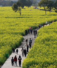 �ٺ����齭һ���������Ŷδ�Ƭ�Ͳ˻�ʢ��