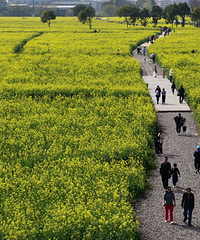 �ٺ����齭һ���������Ŷδ�Ƭ�Ͳ˻�ʢ��