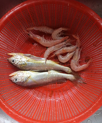 ���¶�����̧ͷ���ҳԺ�����ζ������