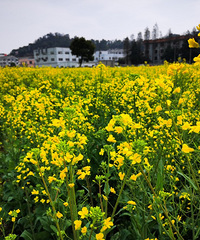 �齭���Ͳ˻��ƣ�������԰���