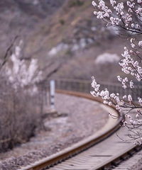 ����ȥ�ձ����й�Ҳ�С�����������г���