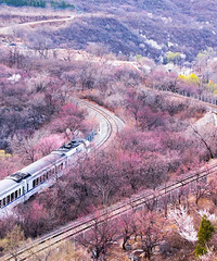 ����ȥ�ձ����й�Ҳ�С�����������г���