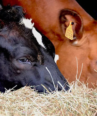 315��ʼ�����⾫�����ˣ�����������ҳ���