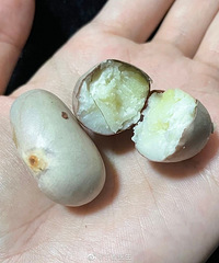 ԭ�������۵ĺ˾�Ȼ�ܳԣ��������ζ����