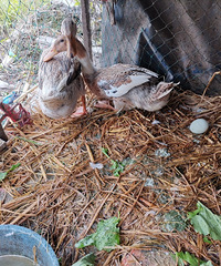 ȥ��13Ԫһ�����Ѽ������ȴҪ17Ԫһ��