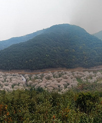 �Ŵ�ӣ���ȣ�ʫ�����ϣ���������