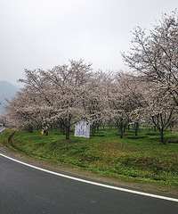 �Ŵ�ӣ���ȣ�ʫ�����ϣ���������